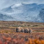 De beste fotograf i Dovre