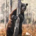 De beste fotograf i Eike