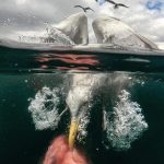 De beste fotograf i Hadsel