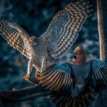 De beste fotograf i Agdenes