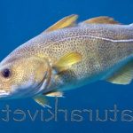 De beste fotografene i Torsken